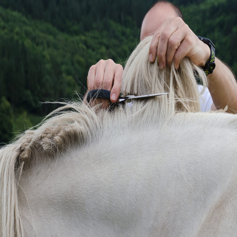 inconvénients du crin de cheval