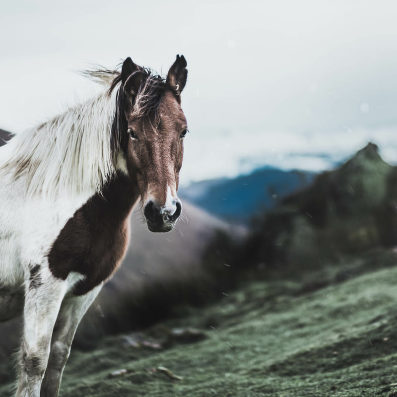 avantages du crin de cheval