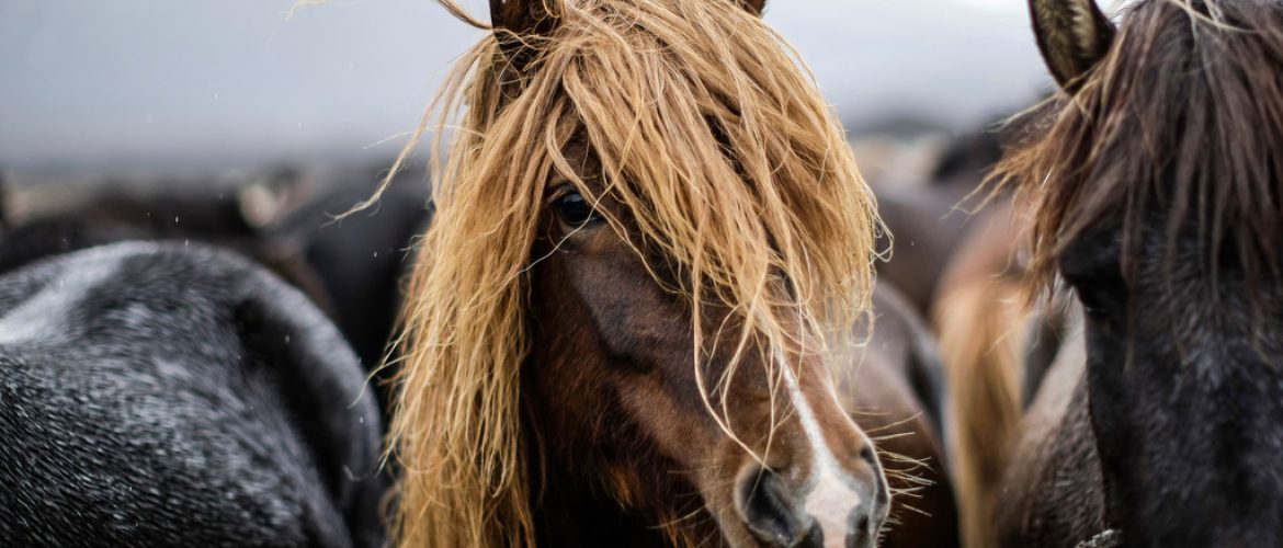 matière crin de cheval